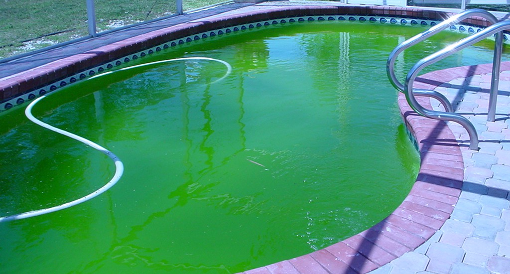 Ce tipuri de alge sunt in piscina?