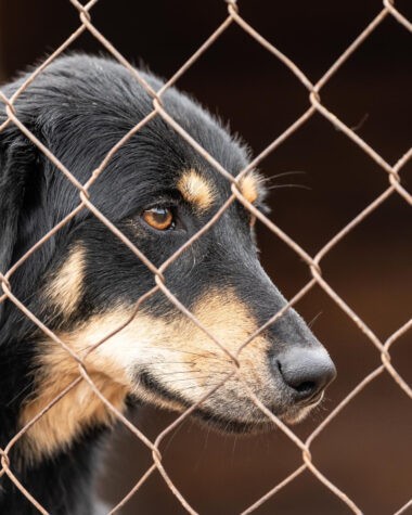 Plasa de sârmă este sigură pentru animale de companie?